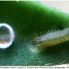 polyommatus icarus larva1